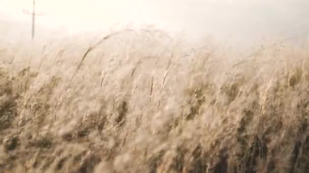 Ein Feld Weißer Blumen Das Einem Weizenfeld Ähnelt Ist Sonnenuntergang — Stockvideo