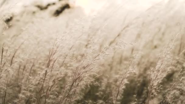 Field White Flowers Resembling Field Wheat Sunset Time Wind Gently — Stock Video