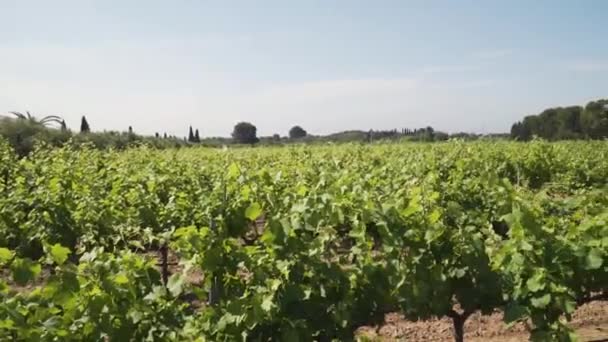 Wijngaard Plantage Het Land Van Tarragona Spanje — Stockvideo