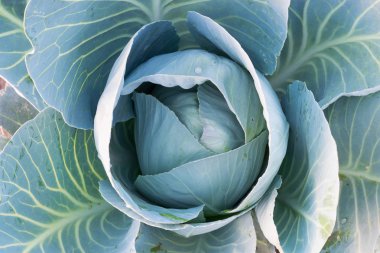 Yerde yeşil yaprakları ile Lahana