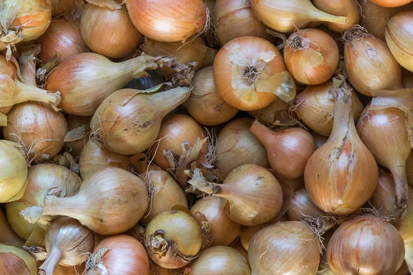 Hasattan sonra sarı-kahverengi soğan kafaları