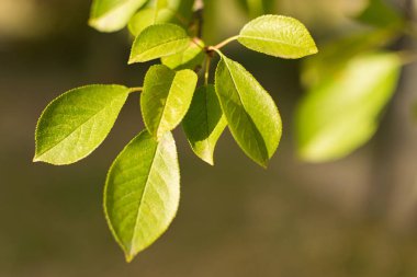 Bir bahçe arka plan üzerinde güneş ışınları ile aydınlatılmış bir ağacın yeşil yaprakları