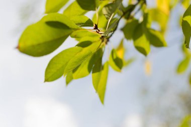 Mavi gökyüzüne karşı güneş ışınlarıyla aydınlatılan bir ağacın yeşil yaprakları