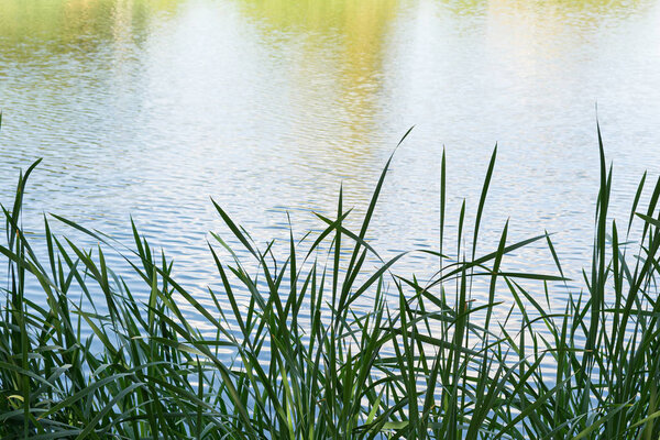 Thickets of reeds on the lake - a great place for fishing and outdoor recreation near the water