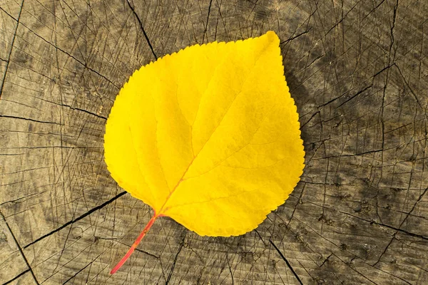 Una Foglia Gialla Albero Una Calda Giornata Autunnale Giace Vecchio — Foto Stock