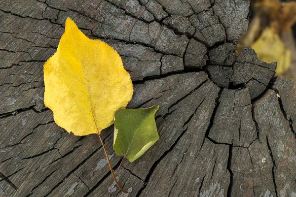 Due Foglie Secche Albero Una Gialla Grande Seconda Verde Piccola — Foto Stock