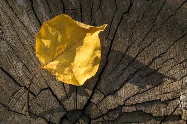 Сухой Желтый Лист Дерева Теплый Осенний День Лежит Лучами Солнца — стоковое фото