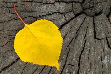 Sıcak bir sonbahar gününde bir ağacın kuru sarı yaprak kırık eski kahverengi ahşap kütük üzerinde güneş ışınları altında yatıyor ve güzel bir gölge bırakır