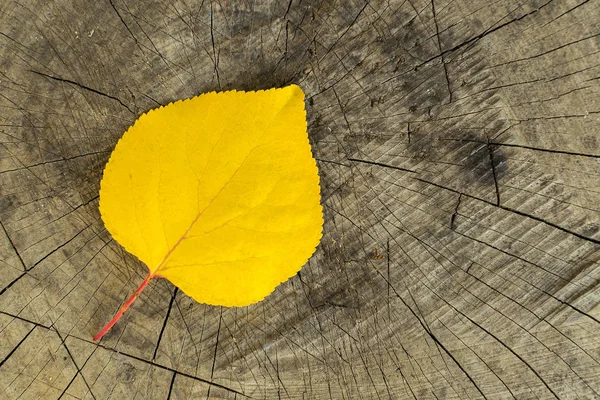 Una Foglia Gialla Secca Albero Una Calda Giornata Autunnale Giace — Foto Stock