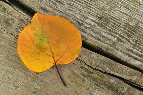 Una Foglia Gialla Secca Albero Una Calda Giornata Autunnale Giace — Foto Stock