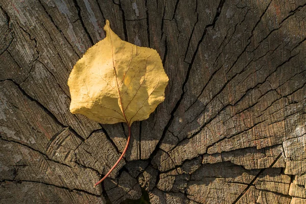 Сухой Желтый Лист Дерева Теплый Осенний День Лежит Лучами Солнца — стоковое фото