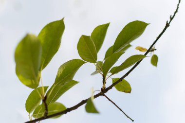 Bahçede sıcak bir yaz gününde mavi gökyüzüne karşı güneş ışınları ile aydınlatılmış bir ağaç dalı üzerinde yeşil yapraklar