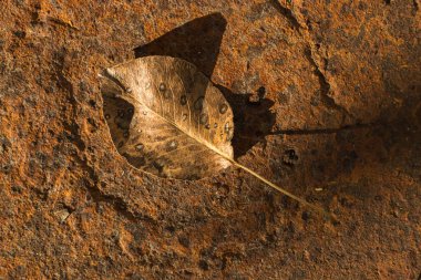 Bir ağacın sarı yaprağı, bir sonbahar güneşinin ışınları altında paslı metal bir yüzey üzerinde yatıyor.