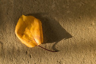Bir ağacın sarı yaprağı sonbahar güneşi ışınları altında kahverengi çimento ve beton yüzey üzerinde yatıyor