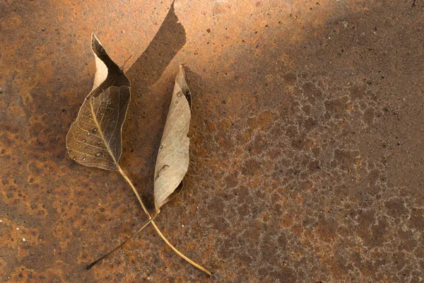 Желтый Лист Дерева Лежит Ржавой Металлической Поверхности Лучами Осеннего Солнца — стоковое фото