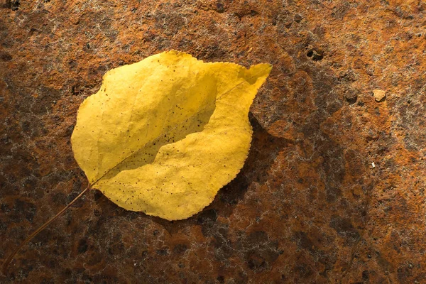 Una Foglia Gialla Albero Giace Una Superficie Metallica Arrugginita Sotto — Foto Stock