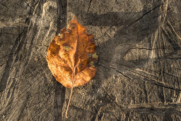 Желтый Лист Дерева Лежит Коричневой Деревянной Поверхности Лучами Осеннего Солнца — стоковое фото