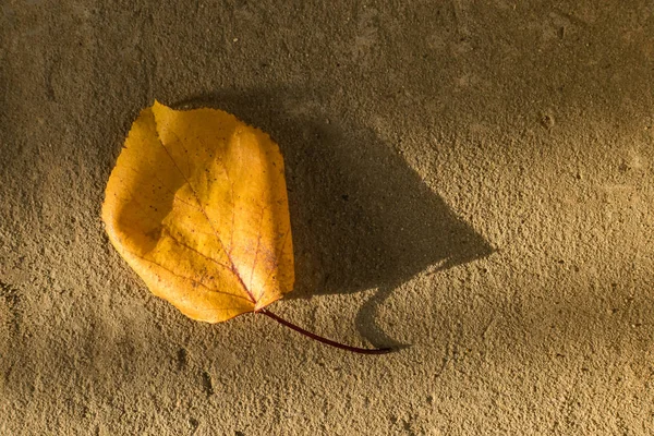 Yellow Leaf Tree Lies Brown Cement Concrete Surface Rays Autumn — Stock Photo, Image