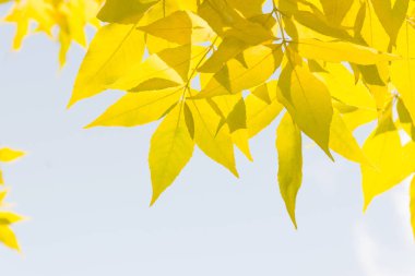 Bina cephesinin geometrik renk unsurları uçaklar, çizgiler, röfleli köşeler ve soyut arka plan ve mavi, sarı, gri renklerin dokusu için yansımalar. Metin için yer