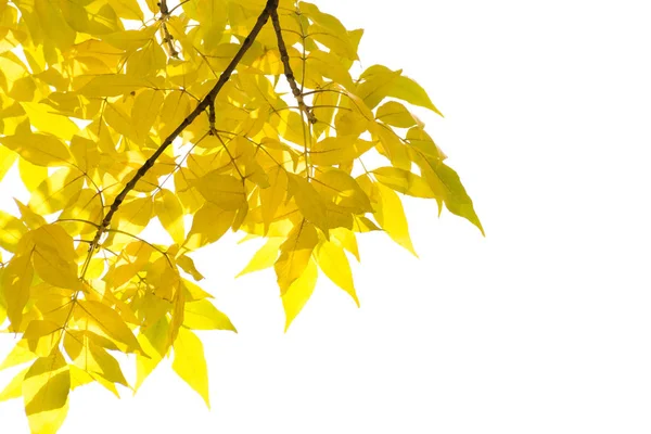 Yellow Brown Autumn Leaves Tree Branch White Isolated Background Place — Stock Photo, Image