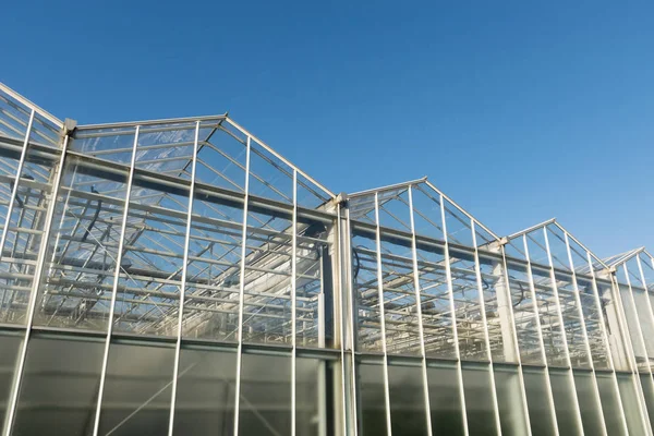 Glass Transparent Walls Greenhouse Pipes Communications Growing Plants Vegetables Fruits — Stock Photo, Image