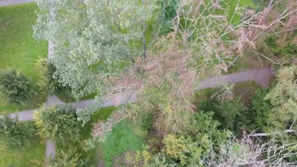 Luchtfoto Shoot Van Herfst Bomen Het Park — Stockvideo