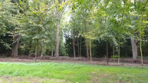公园里秋天树的空中射击 — 图库视频影像