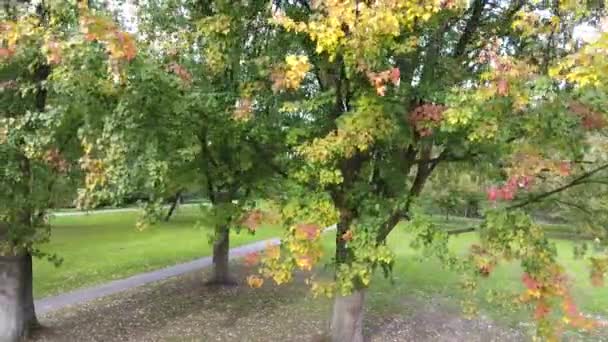 Luchtfoto Shoot Van Herfst Bomen Het Park — Stockvideo