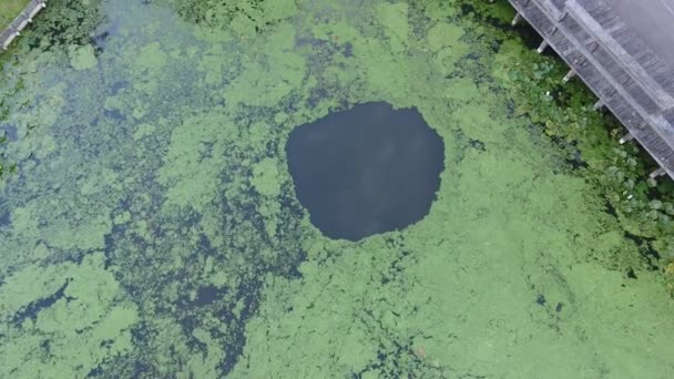 Pequeño Lago Parque Zwijndrecht Países Bajos — Vídeo de stock