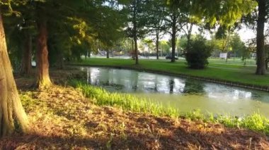 Güzel sonbahar ağaçlar parkta, Hollanda