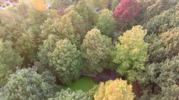 Aerial View Autumn Trees Park — Stock Video