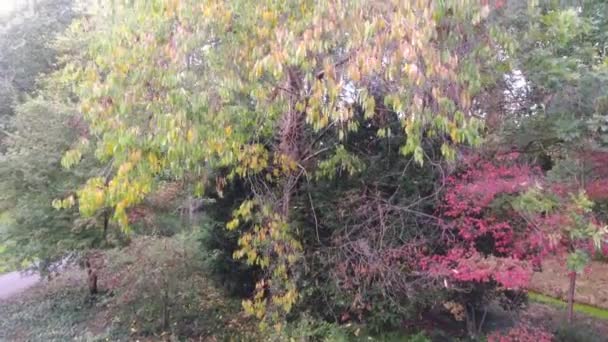 Luchtfoto Van Herfst Bomen Het Park — Stockvideo