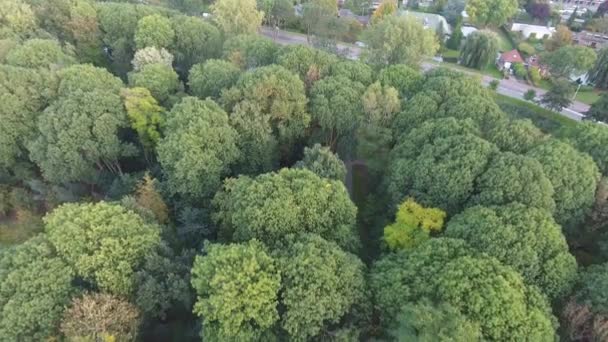 Parkta Sonbahar Doğa Ağaçlarının Havadan Görünümü — Stok video
