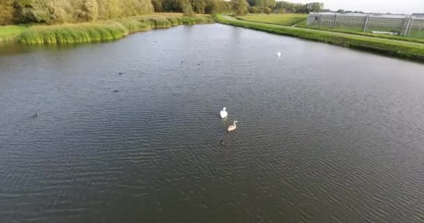 Pousse Aérienne Cygnes Sur Lac — Video