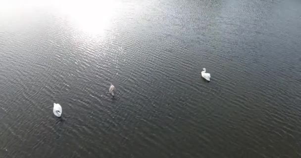 湖上の白鳥の空中撮影 — ストック動画