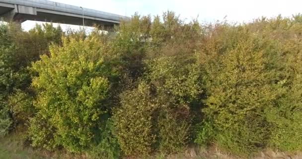 Luchtfoto Van Herfst Kleurrijke Bomen — Stockvideo