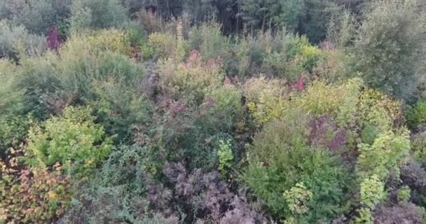 Veduta Aerea Della Natura Paesaggio Autunnale Parco Alberi Lago — Video Stock