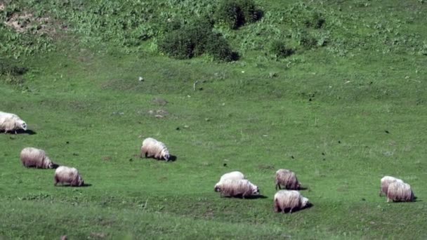 モンターニュ地域から自然の丘の上の羊の群れ 草を食べる羊 春の季節 — ストック動画