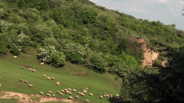 Montagne Alanından Doğal Tepede Koyun Sürüsü Çim Yiyen Koyun Bahar — Stok video
