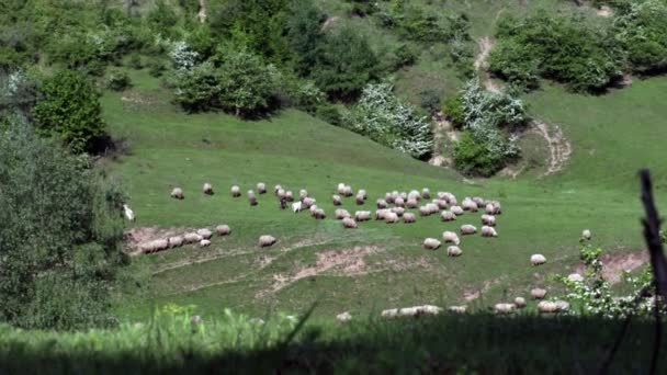 Montagne Alanından Doğal Tepede Koyun Sürüsü Çim Yiyen Koyun Bahar — Stok video