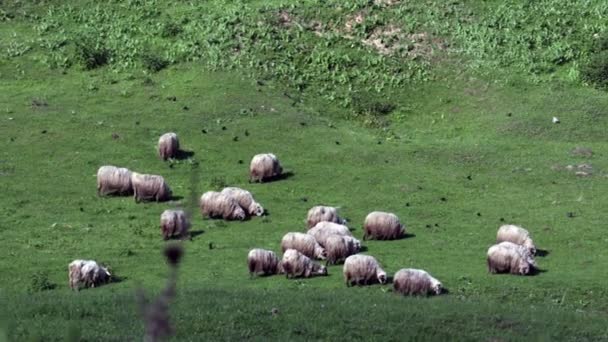 Flock Sheep Natural Hill Montagne Area Sheeps Eating Grass Spring — Stock Video
