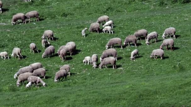 Schafherde Auf Dem Naturhügel Von Montagne Schafe Fressen Gras Frühlingszeit — Stockvideo