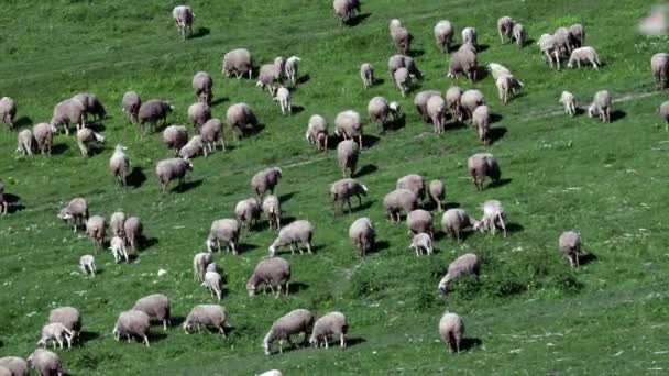 Stado Owiec Naturalnym Wzgórzu Obszaru Montagne Owce Jedzenia Trawy Wiosna — Wideo stockowe