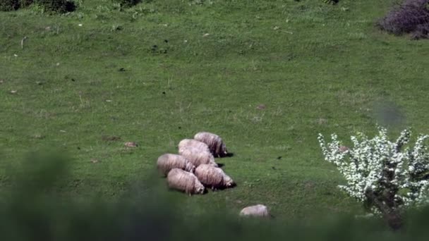 Стадо Овец Естественном Холме Горного Массива Овцы Едят Траву Весеннее — стоковое видео