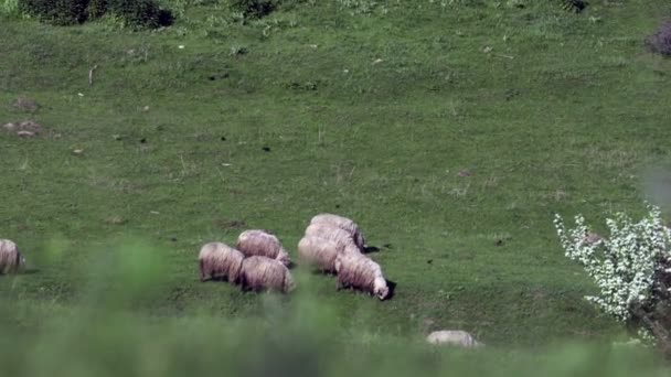 Stado Owiec Naturalnym Wzgórzu Obszaru Montagne Owce Jedzenia Trawy Wiosna — Wideo stockowe