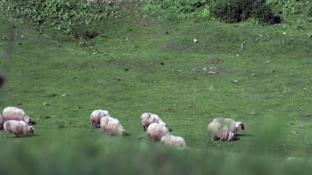 Stado Owiec Naturalnym Wzgórzu Obszaru Montagne Owce Jedzenia Trawy Wiosna — Wideo stockowe