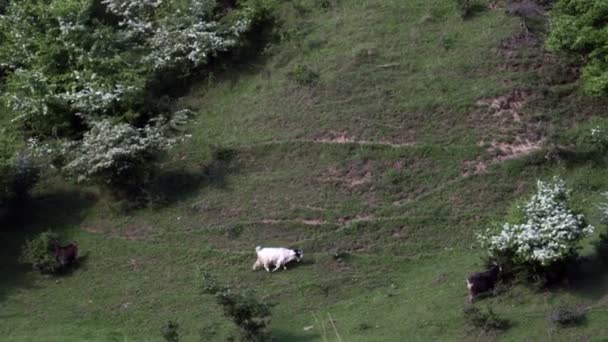 Geiten Het Heuvelachtige Gebied Zoek Naar Eten Lente Seizoen Tijd — Stockvideo