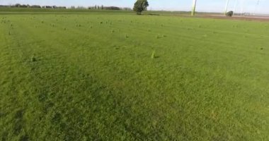 Tarım alanı sonbahar sezonu, havadan görünüm, dordrecht, Hollanda