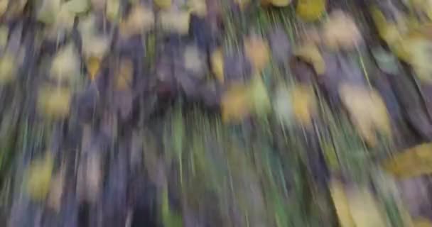 Herfst Gekleurde Bladeren Het Gras Close Achtergrond — Stockvideo