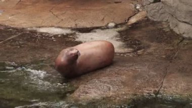 Su ile oynarken sevimli mühür